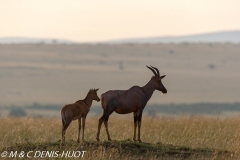 damalisque / topi