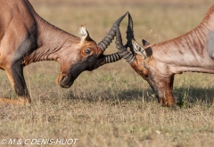 damalisque / topi