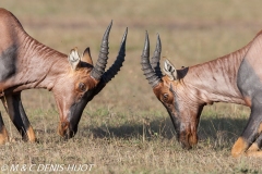 damalisque / topi