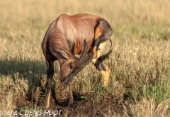 damalisque / topi