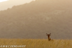 Bubale / hartebeest