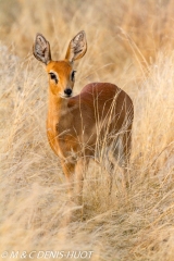 Steenbok