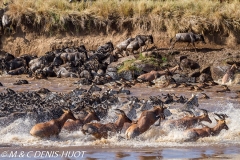 damalisque et gnou / topi and wildebeest