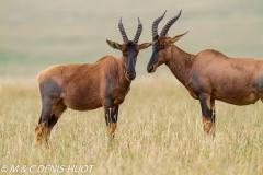 damalisque / topi