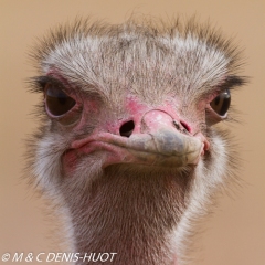 autruche / ostrich