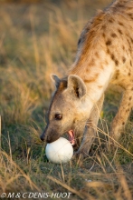 hyène tachetée / spotted hyena