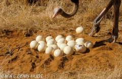 autruche de Somalie / Somali ostrich