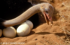 autruche de Somalie / Somali ostrich