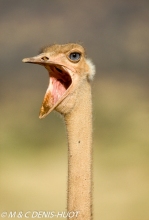 autruche de Somalie / Somali ostrich