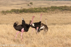 autruche masai / masai ostrich