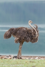 autruche masai / masai ostrich