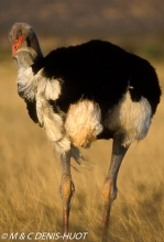 autruche de Somalie / Somali ostrich