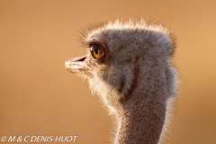 autruche masai / masai ostrich