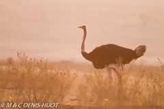 autruche masai / masai ostrich