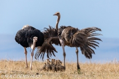 autruche masai / masai ostrich