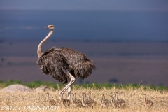 autruche masai / masai ostrich