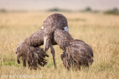 autruche masai / masai ostrich