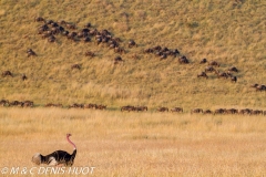 autruche masai / masai ostrich