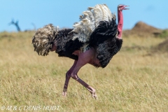 autruche masai / masai ostrich