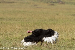 autruche masai / masai ostrich