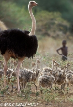 autruche masai / masai ostrich