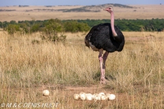 autruche masai / masai ostrich