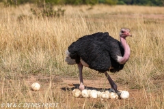 autruche masai / masai ostrich