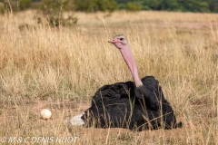 autruche masai / masai ostrich