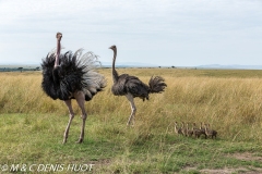 autruche masai / masai ostrich