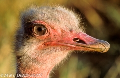 autruche masai / masai ostrich