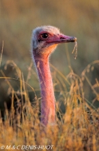 autruche masai / masai ostrich