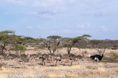autruche de Somalie / Somali ostrich