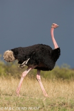 autruche masai / masai ostrich