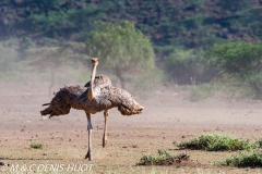 autruche masai / masai ostrich