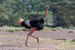 autruche masai / masai ostrich