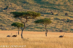 autruche masai / masai ostrich