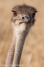 Ostrich