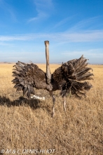 autruche masai / masai ostrich