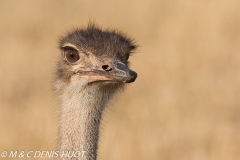 Ostrich