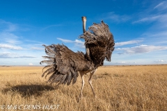 autruche masai / masai ostrich