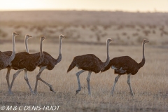 autruche masai / masai ostrich