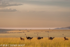 autruche masai / masai ostrich