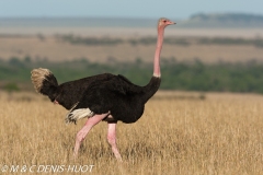 autruche masai / masai ostrich