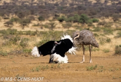 autruche de Somalie / Somali ostrich