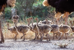 autruche masai / masai ostrich