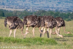 autruche masai / masai ostrich