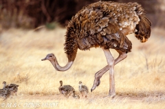 autruche de Somalie / Somali ostrich