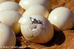 autruche de Somalie / Somali ostrich