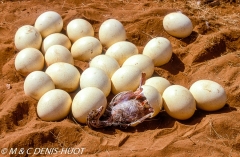 autruche de Somalie / Somali ostrich