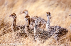 autruche de Somalie / Somali ostrich